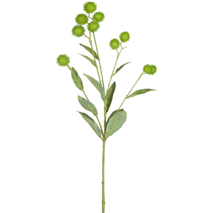 Feuilles et graines de bardane