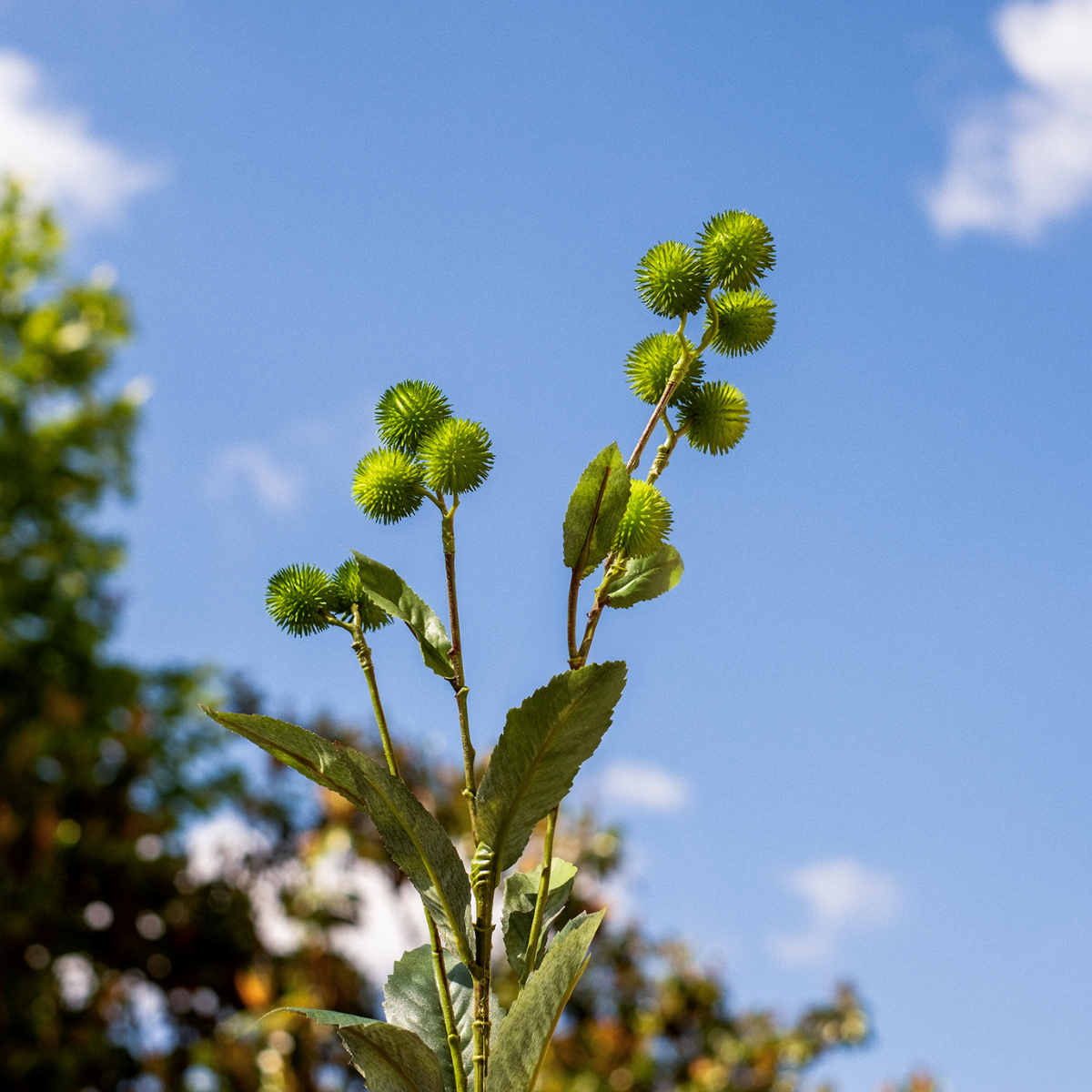 Feuilles et graines de bardane