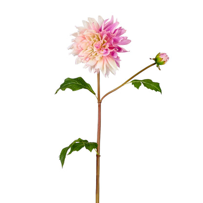 Tige de Dahlia Estiva