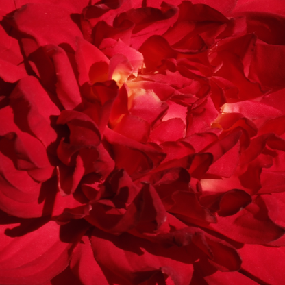 Tige de Dahlia Monica