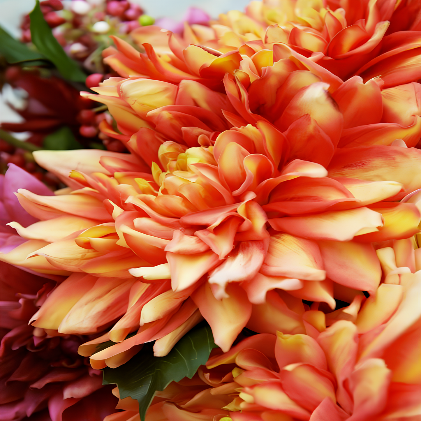 Tige de Dahlia Monica