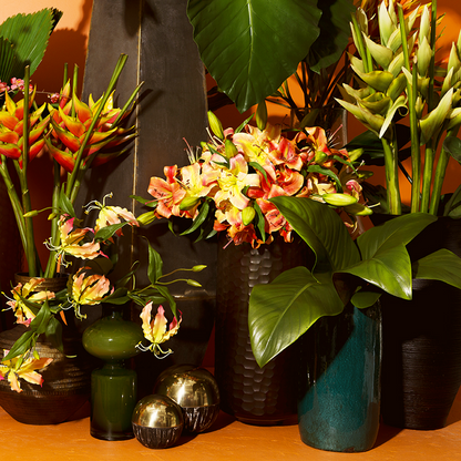 Tige d'Heliconia Rostrata