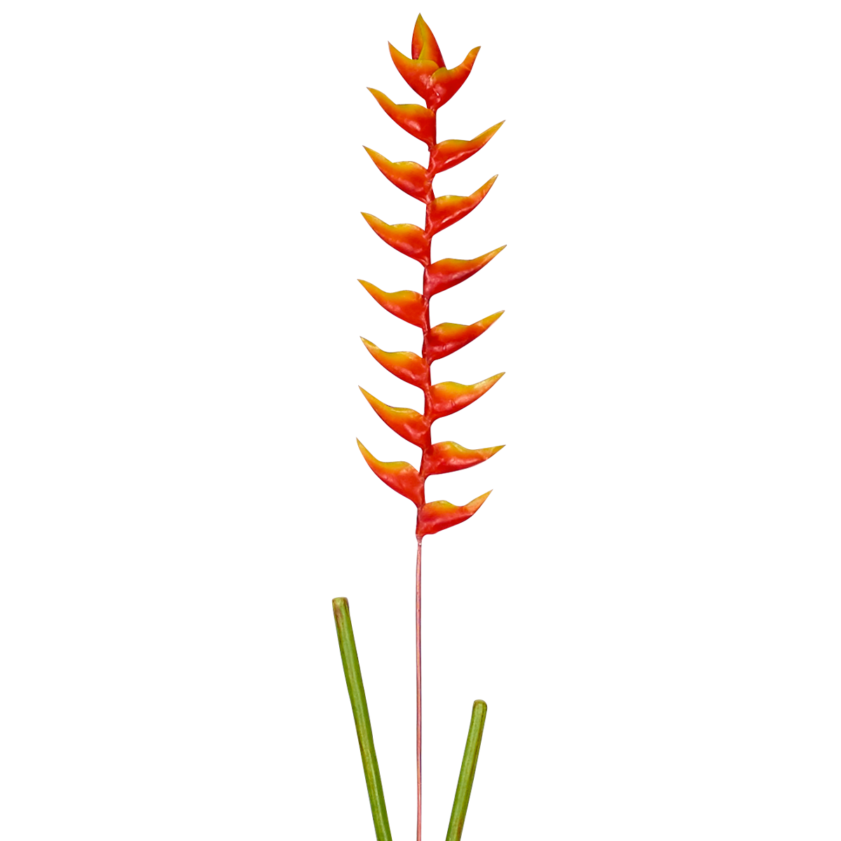 Tige d'Heliconia Rostrata