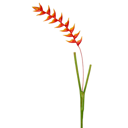Tige d'Heliconia Rostrata