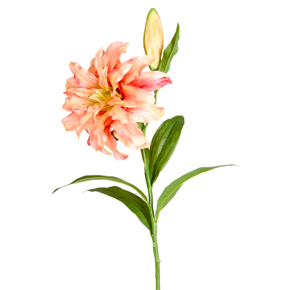 Tige de Lys Oriental Double