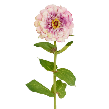 Tige de Zinnia Simone