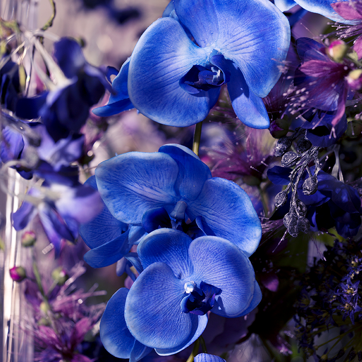 Tige d'Orchidée Phalaenopsis Forever