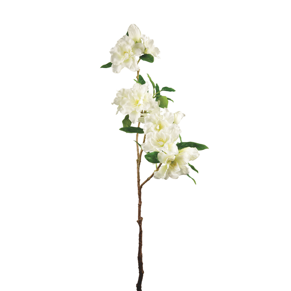 Tige d'Azalée Jessica