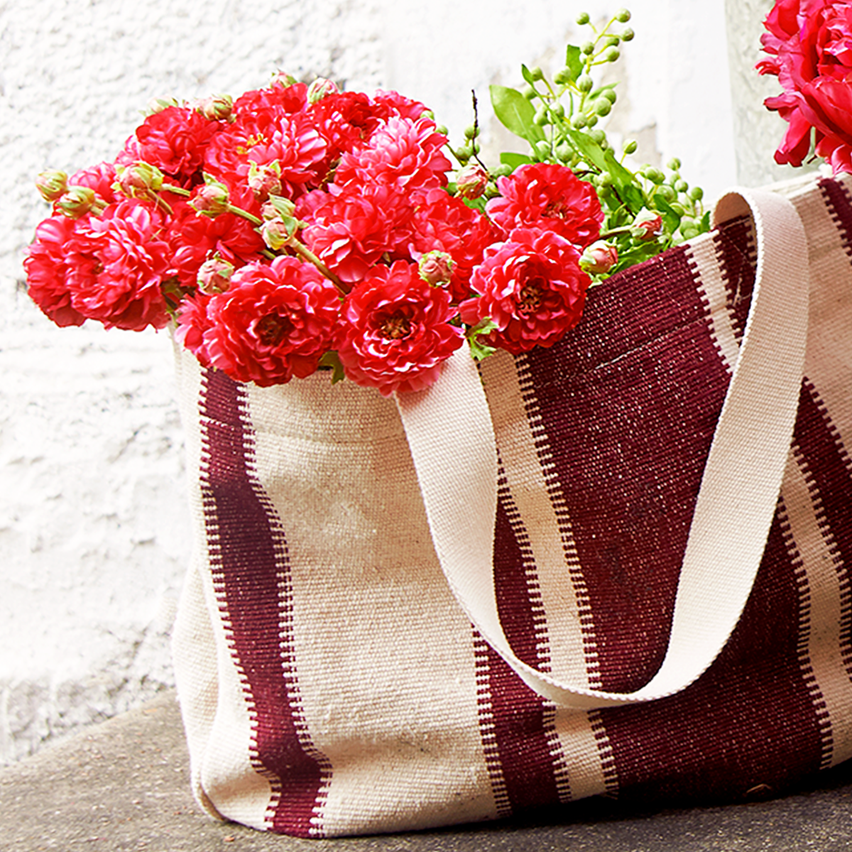 Tige de Renoncule Mathilda